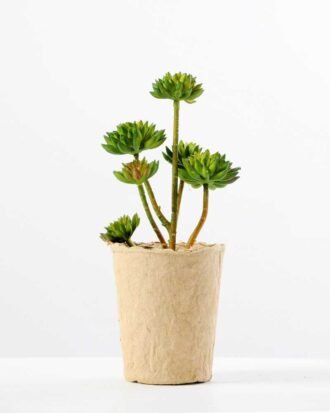 succulent plant in paper pot GS-3180072 Succulent YeahFlower is one of Chinese leading OEM manufacturers and exporters , supplying the silk flowers, wholesale artificial trees succulent plant in paper pot GS-3180072