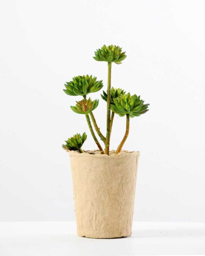 succulent plant in paper pot GS-3180072