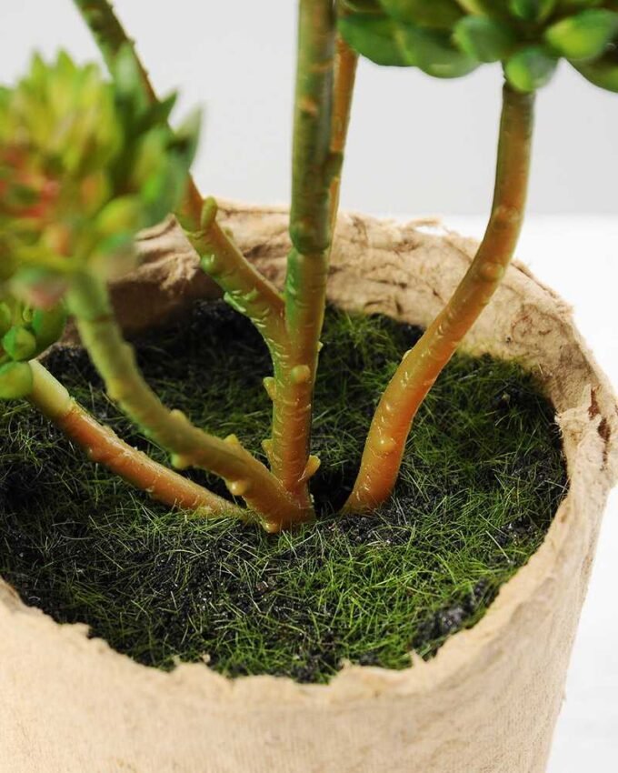 succulent plant in paper pot GS-3180072