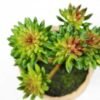 succulent plant in paper pot GS-3180072