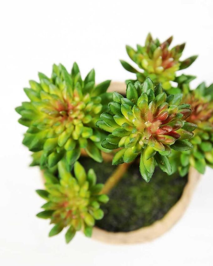 succulent plant in paper pot GS-3180072