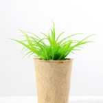 succulent plant in paper pot GS-3180075