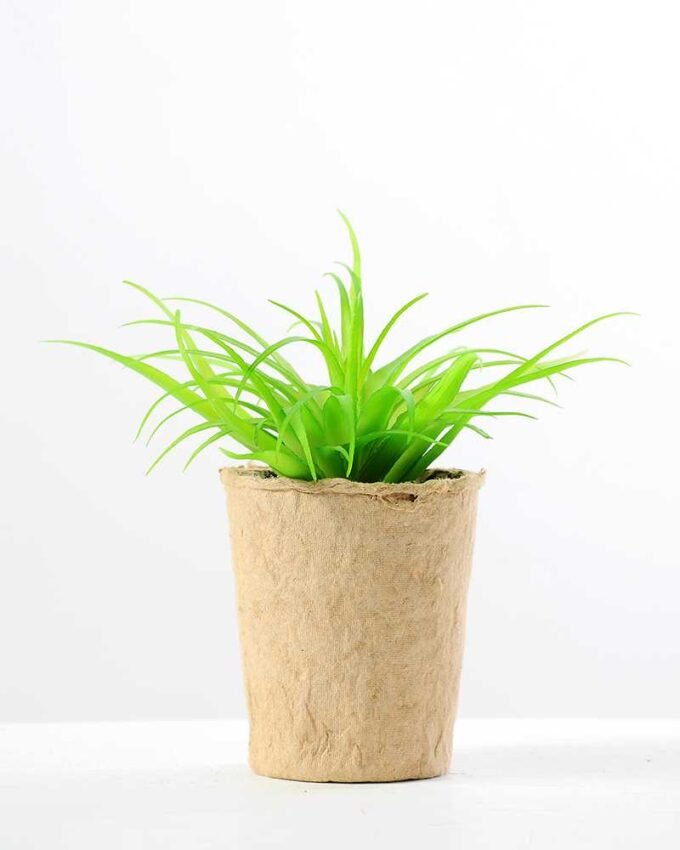 succulent plant in paper pot GS-3180075