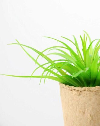 succulent plant in paper pot GS-3180075