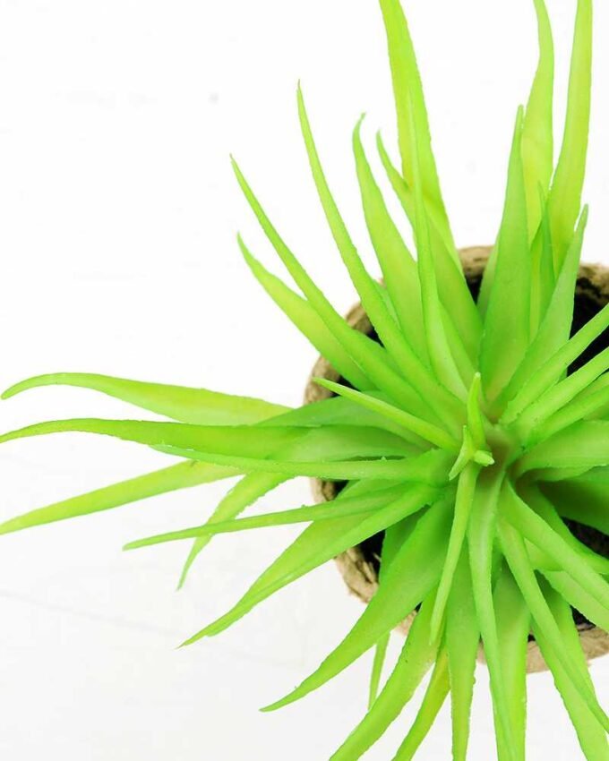 succulent plant in paper pot GS-3180075