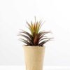 succulent plant in paper pot GS-3180077