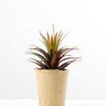 succulent plant in paper pot GS-3180077