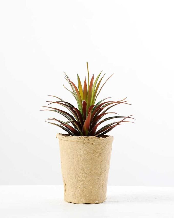 succulent plant in paper pot GS-3180077