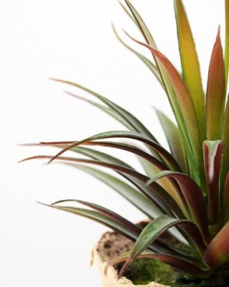 succulent plant in paper pot GS-3180077 Succulent YeahFlower is one of Chinese leading OEM manufacturers and exporters , supplying the silk flowers, wholesale artificial trees succulent plant in paper pot GS-3180077