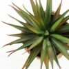 succulent plant in paper pot GS-3180077