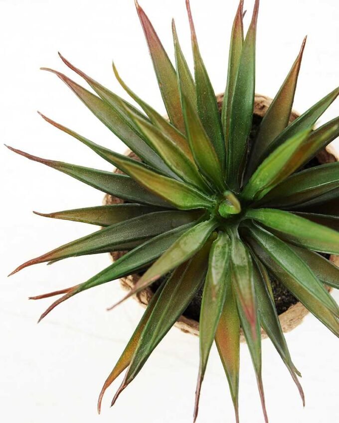 succulent plant in paper pot GS-3180077