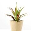 grass plant in paper pot GS-3180081 1 grass plant in paper pot GS-3180081