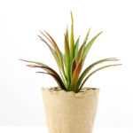 grass plant in paper pot GS-3180081