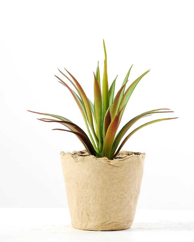 grass plant in paper pot GS-3180081 1 grass plant in paper pot GS-3180081