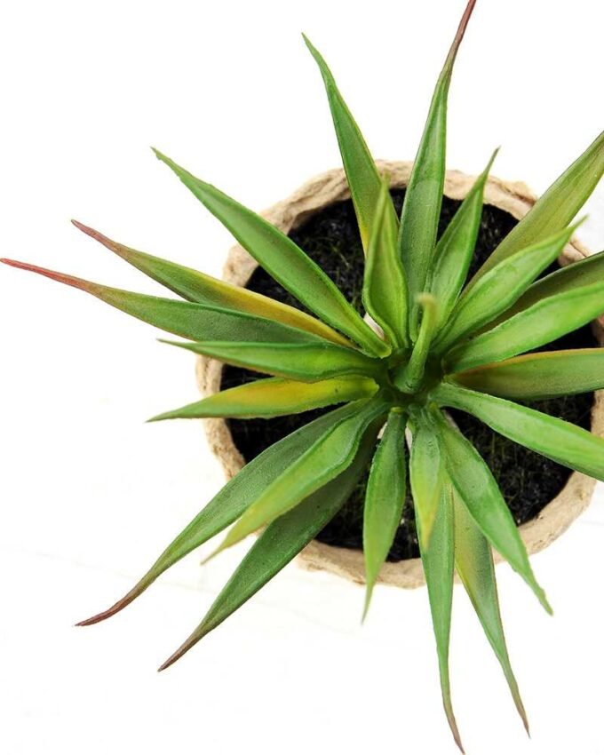 grass plant in paper pot GS-3180081 3 grass plant in paper pot GS-3180081