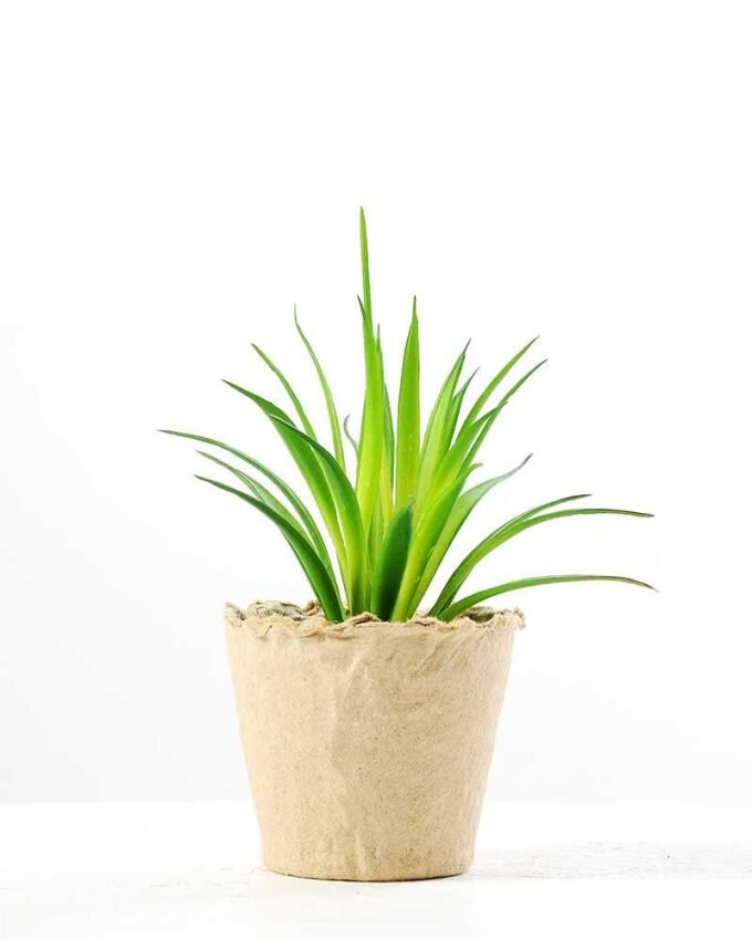 grass plant in paper pot GS-3180081 4 grass plant in paper pot GS-3180081