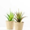 grass plant in paper pot GS-3180081 5 grass plant in paper pot GS-3180081