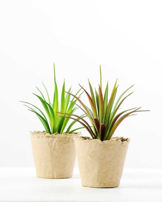 grass plant in paper pot GS-3180081 5 grass plant in paper pot GS-3180081