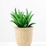 plant in paper pot*3 GS-3180083