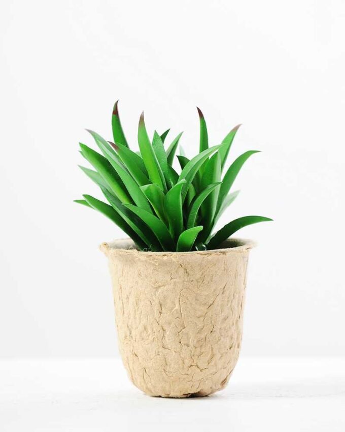 plant in paper pot*3 GS-3180083