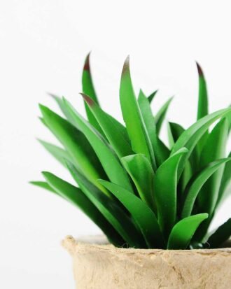 plant in paper pot*3 GS-3180083 Succulent YeahFlower is one of Chinese leading OEM manufacturers and exporters , supplying the silk flowers, wholesale artificial trees plant in paper pot*3 GS-3180083