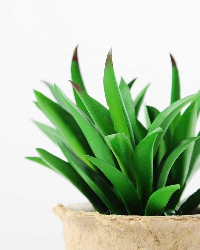 plant in paper pot*3 GS-3180083