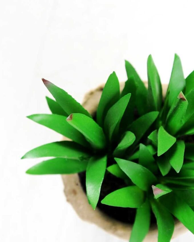 plant in paper pot*3 GS-3180083