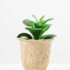 plant in paper pot GS-3180085