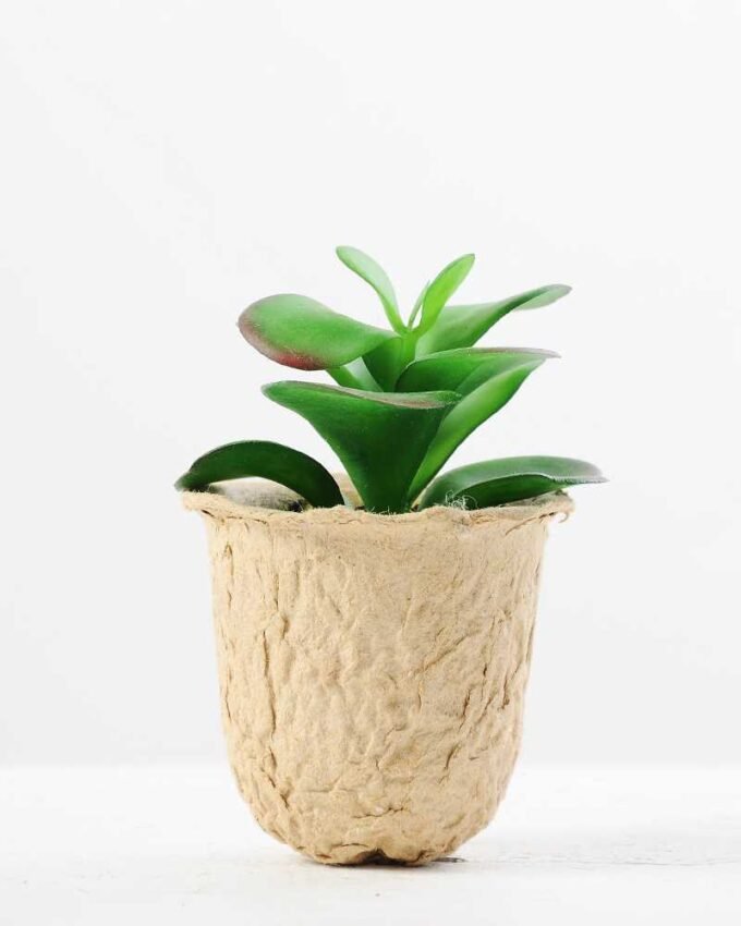 plant in paper pot GS-3180085