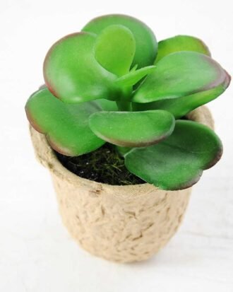 plant in paper pot GS-3180085