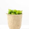 Maybeline plant in paper pot GS-3180087