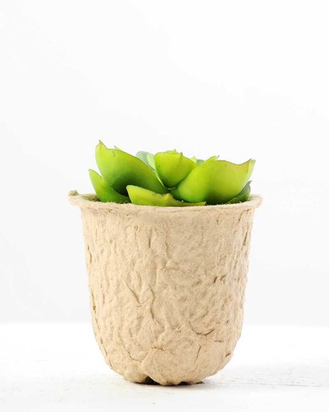 Maybeline plant in paper pot GS-3180087