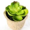 Maybeline plant in paper pot GS-3180087