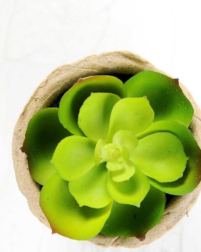 Maybeline plant in paper pot GS-3180087