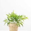 Pepper leaf plant in paper pot GS-3180088