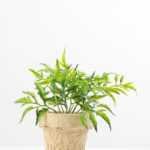 Pepper leaf plant in paper pot GS-3180088