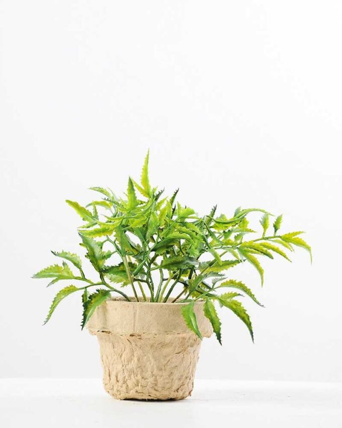 Pepper leaf plant in paper pot GS-3180088