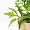 Pepper leaf plant in paper pot GS-3180088