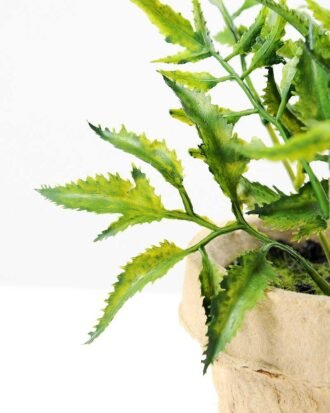 Pepper leaf plant in paper pot GS-3180088 Succulent YeahFlower is one of Chinese leading OEM manufacturers and exporters , supplying the silk flowers, wholesale artificial trees Pepper leaf plant in paper pot GS-3180088