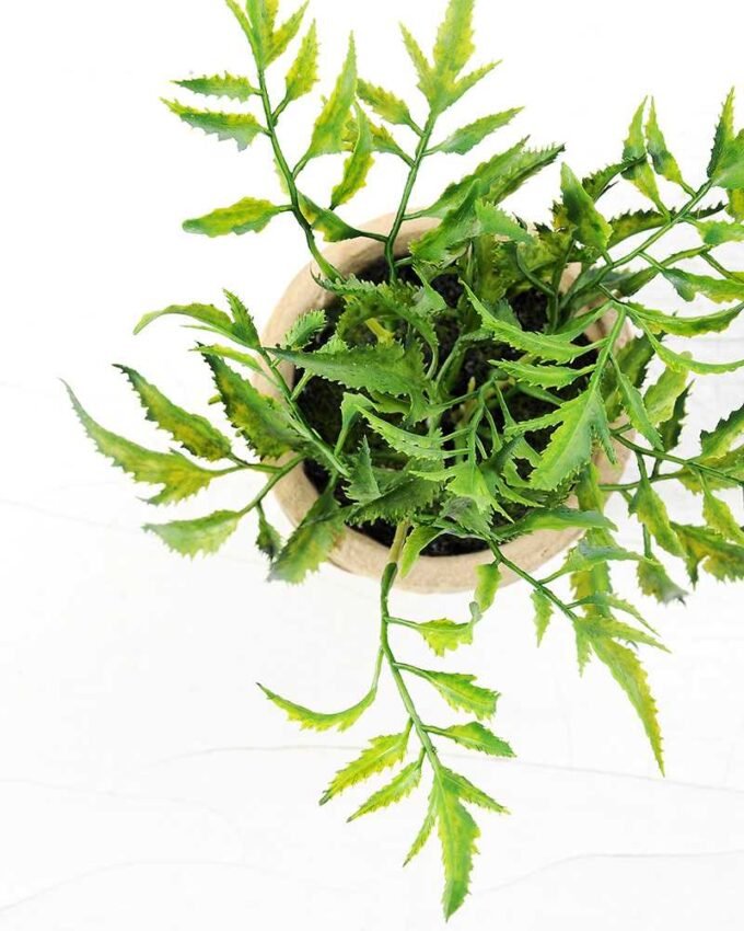 Pepper leaf plant in paper pot GS-3180088