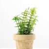 ?Houttuynia plant in paper pot GS-3180089