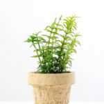 ?Houttuynia plant in paper pot GS-3180089