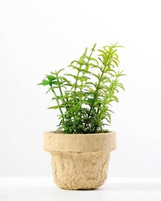 ?Houttuynia plant in paper pot GS-3180089