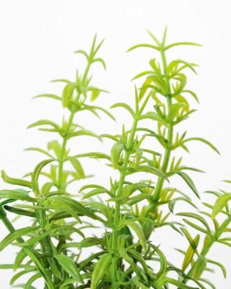 ?Houttuynia plant in paper pot GS-3180089