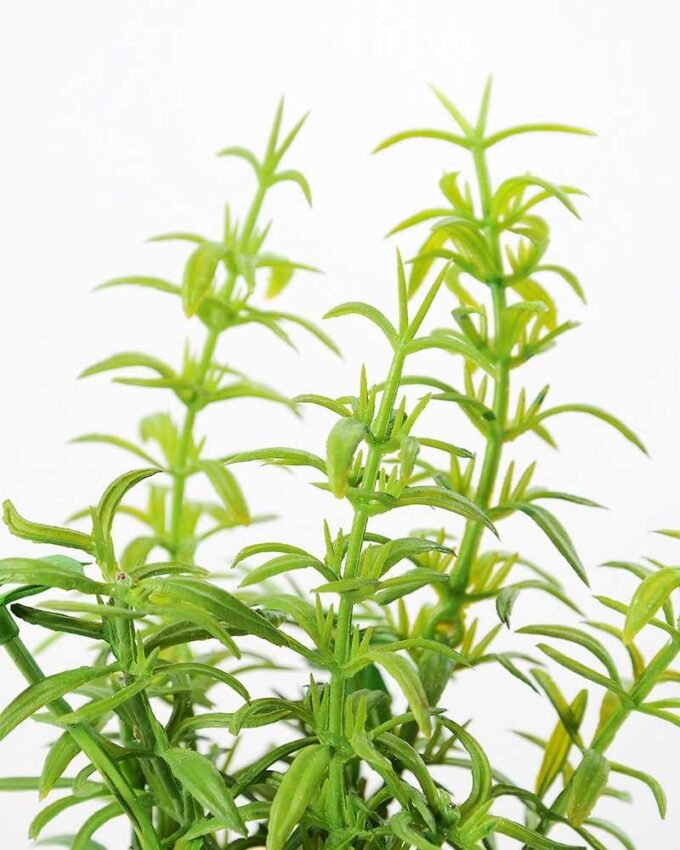 ?Houttuynia plant in paper pot GS-3180089