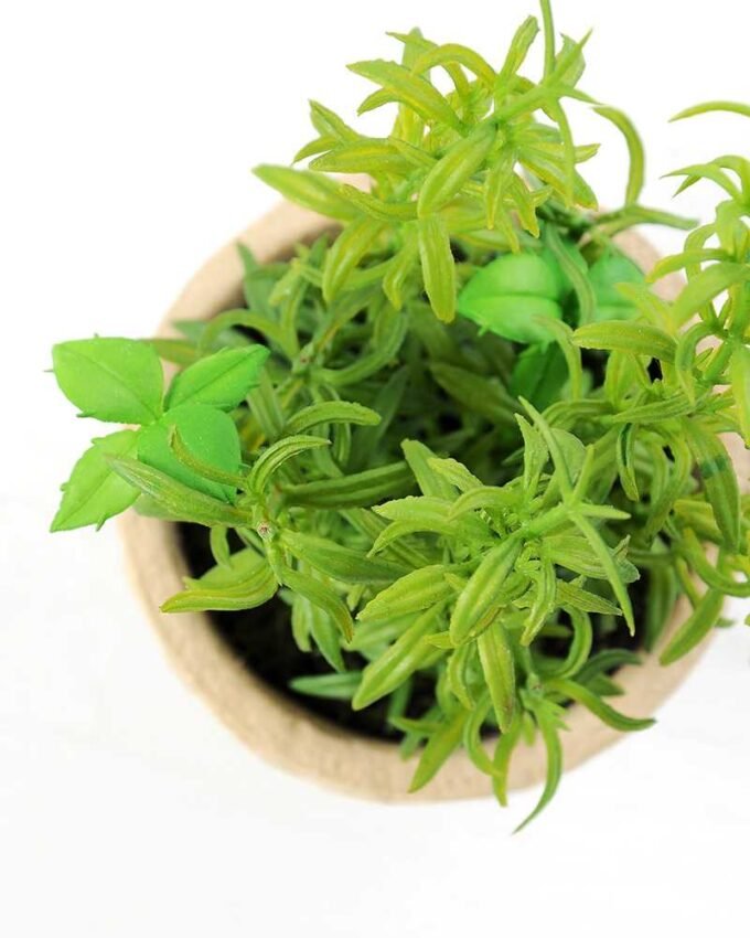 ?Houttuynia plant in paper pot GS-3180089