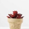 Maybeline plant in paper pot(L) GS-3180092