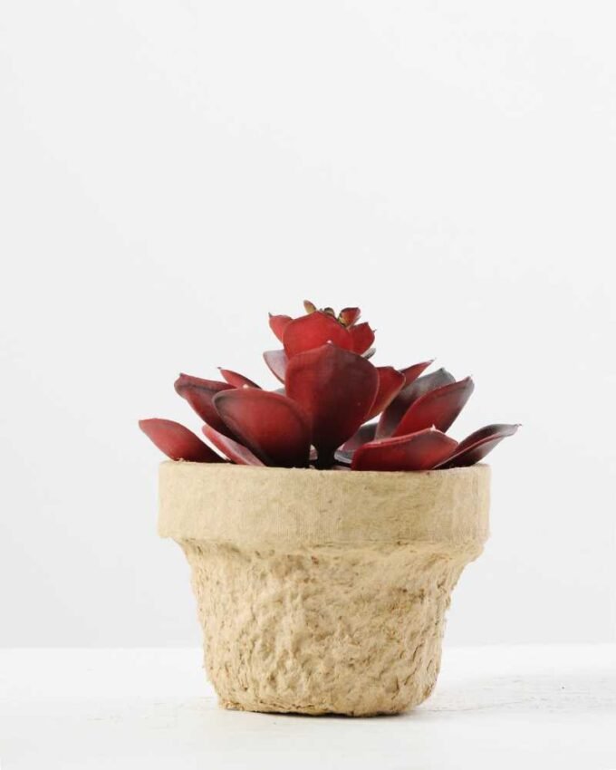 Maybeline plant in paper pot(L) GS-3180092