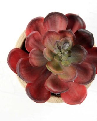 Maybeline plant in paper pot(L) GS-3180092