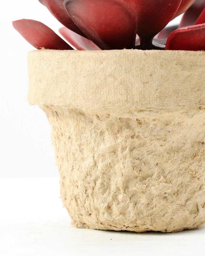 Maybeline plant in paper pot(L) GS-3180092